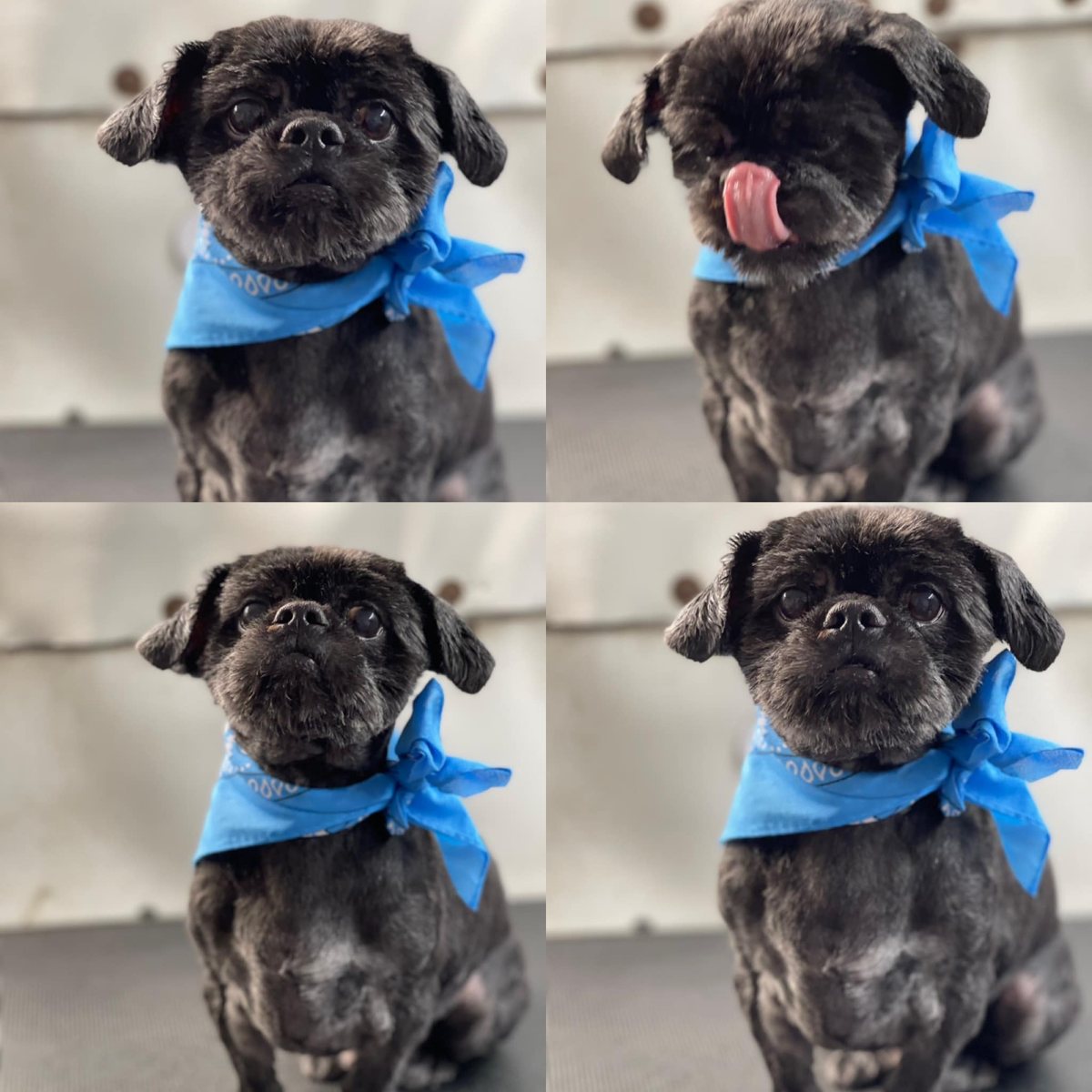 Small black dog wearing a bright blue bandana after grooming