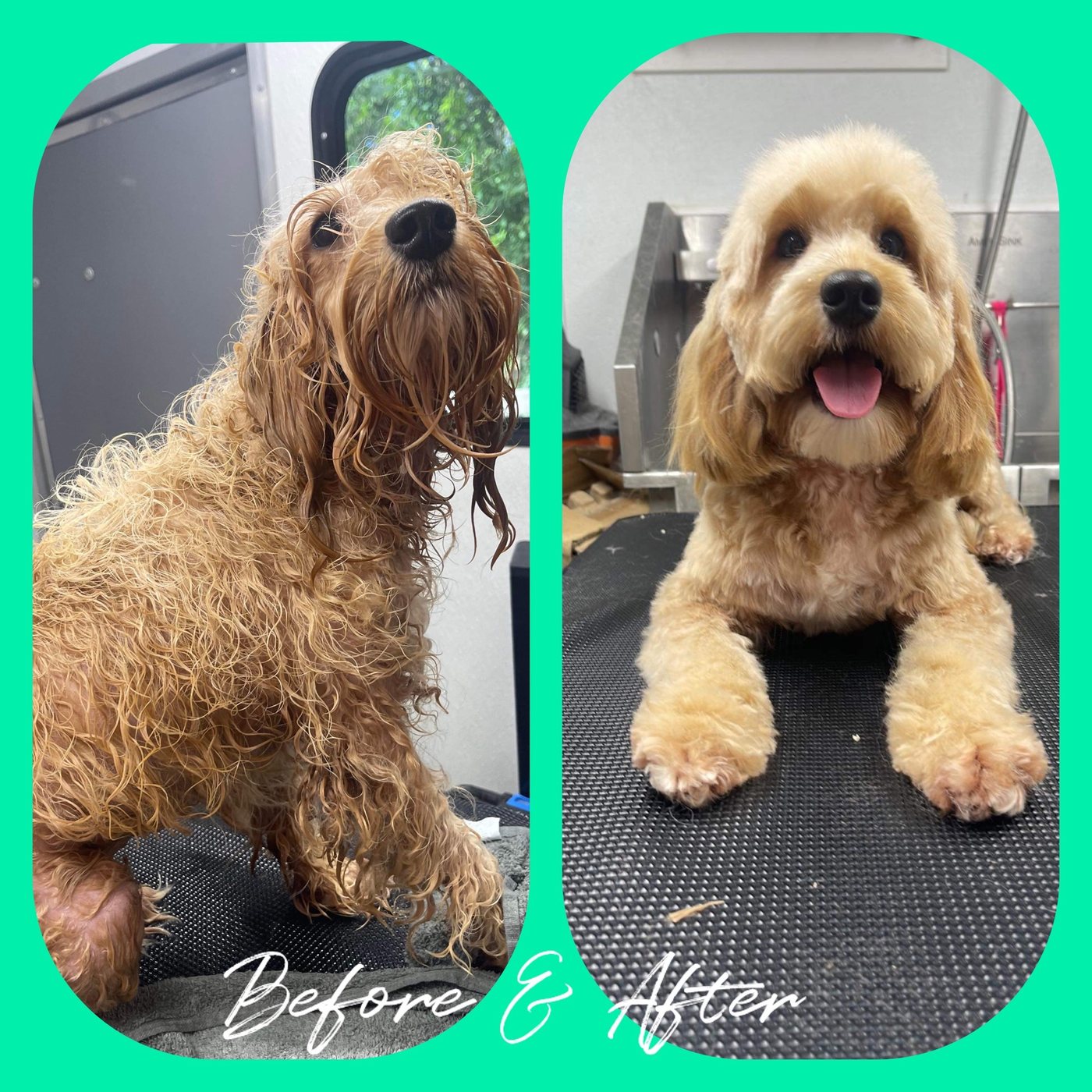 Before and after of a curly-coated dog: wet and matted, then fluffy and trimmed