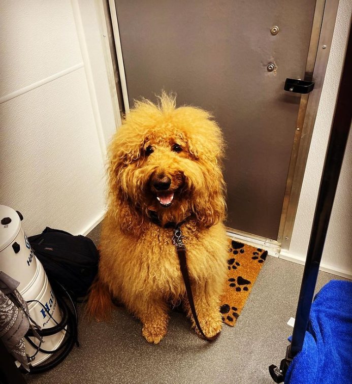 Large golden doodle sitting inside the grooming van
