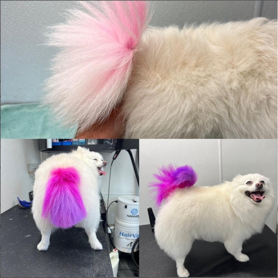 Small white dog with a pink-to-purple dyed tail, shown in three views