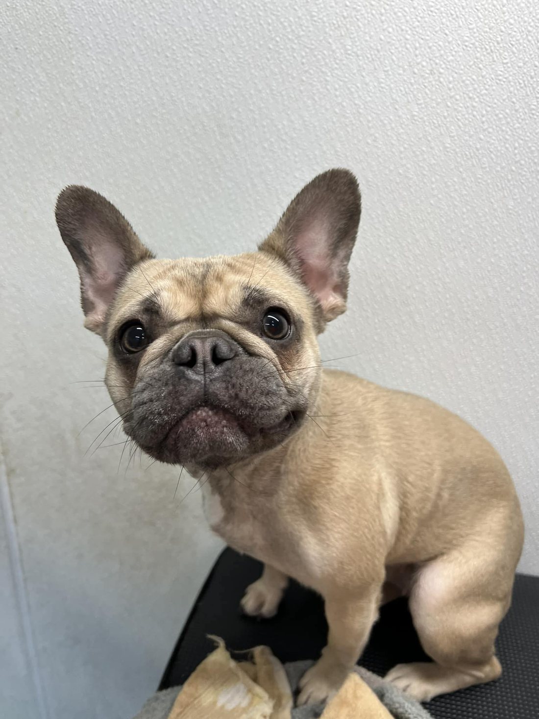 Freshly bathed fawn French bulldog on the grooming table