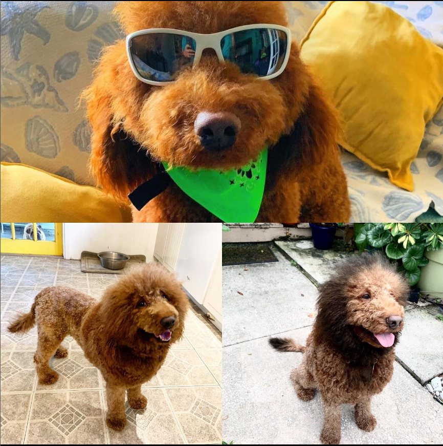 Reddish doodle in a lion cut, including a playful shot with sunglasses