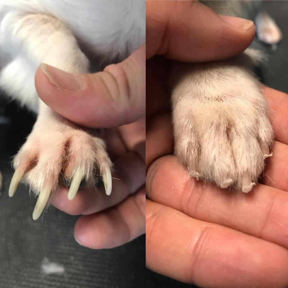 Side-by-side of a white paw with overgrown nails and the same paw after a trim