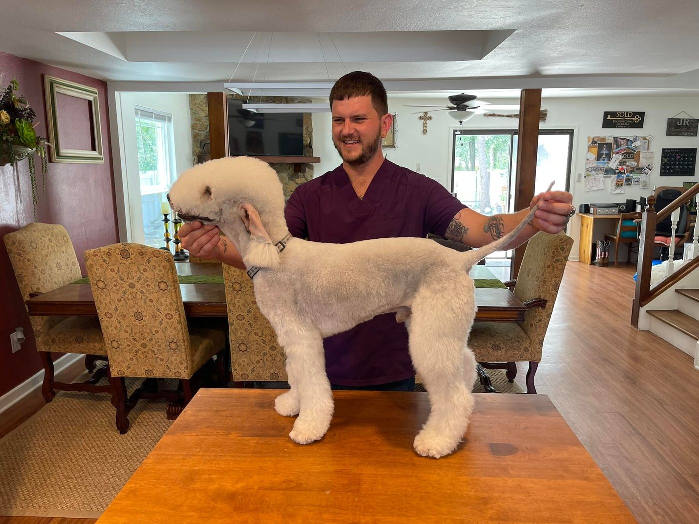 Groomer posing a freshly trimmed white dog on a dining table