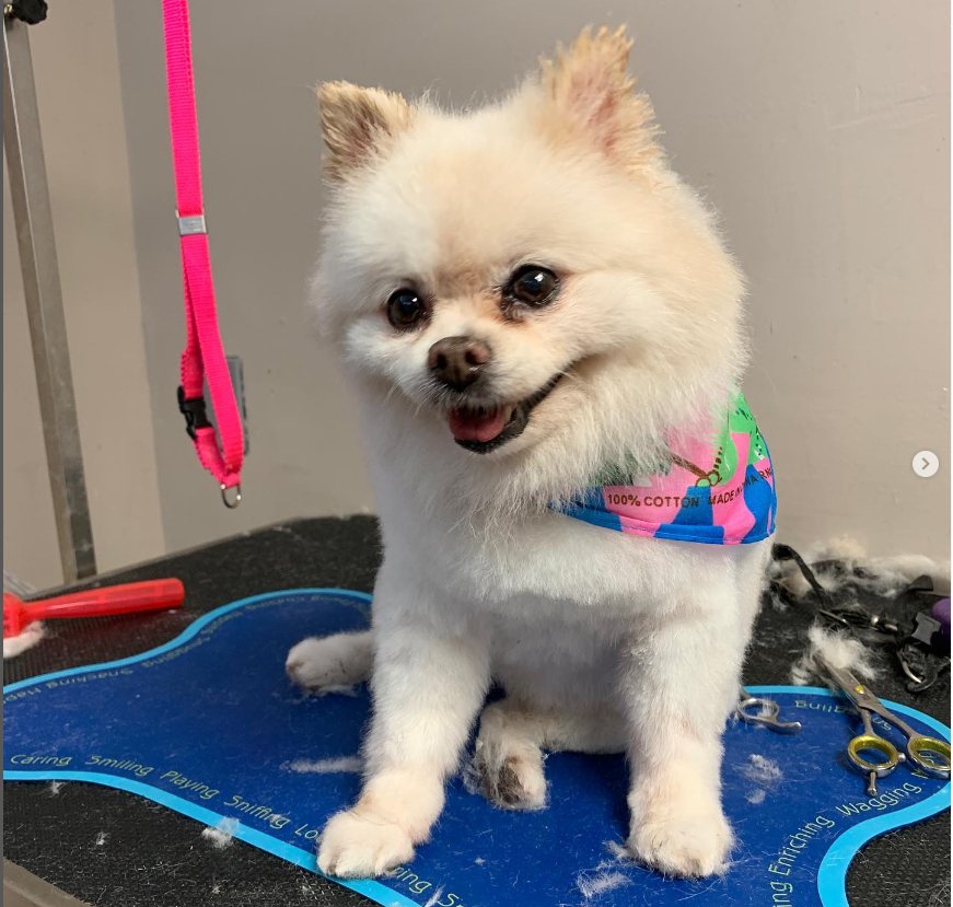 Small cream dog in a colorful bandana after a groom, sitting on a blue bone-shaped mat