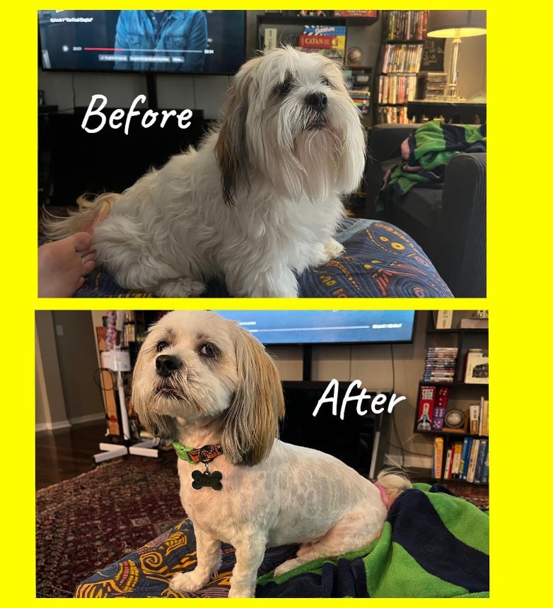 Before and after of a long-haired dog, from overgrown face to a short clean trim