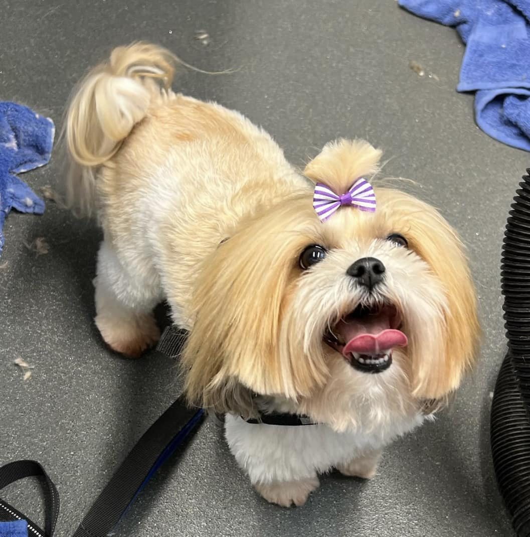 Small tan-and-white dog with a topknot bow after grooming