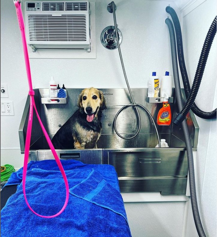 A happy wet dog sitting in the stainless steel tub inside the mobile spa